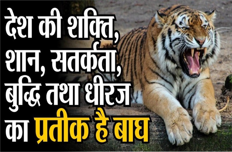 World Tiger Day - देश की शक्ति, शान, सतर्कता, बुद्धि तथा धीरज का प्रतीक है बाघ