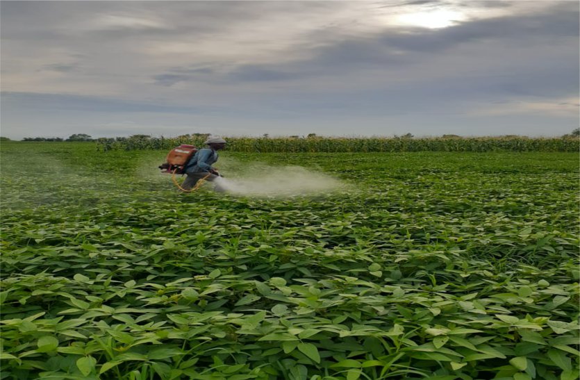 After the rains started spraying medicines in crops