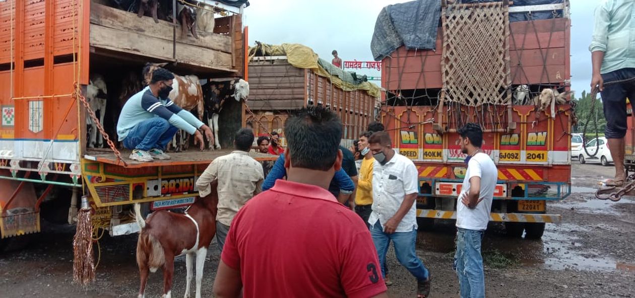 भेड़ बकरे भरे ट्रकों को महाराष्ट्र जाने से रोका