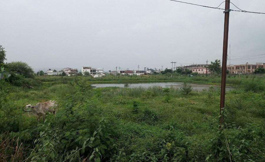 nagar nigam could not beautify ponds under Singrauli 2020 plan
