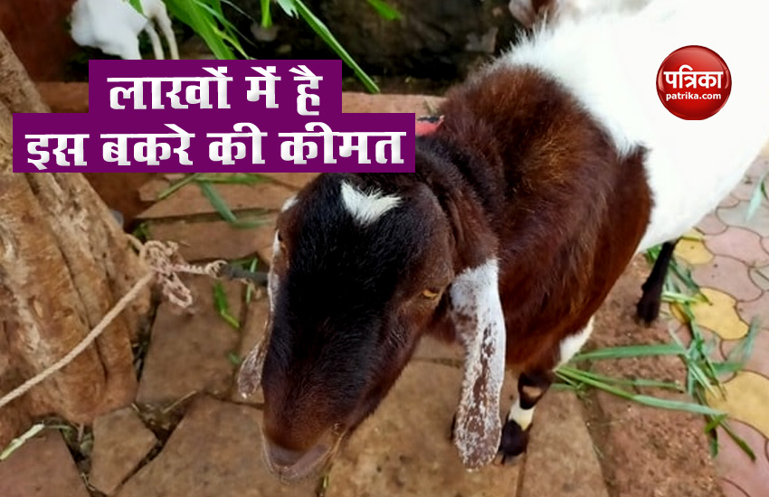 हजारों में नहीं लाखों की कीमत का है ये बकरा, लग रही बोलियां, जानिए क्या है इसकी खासियत