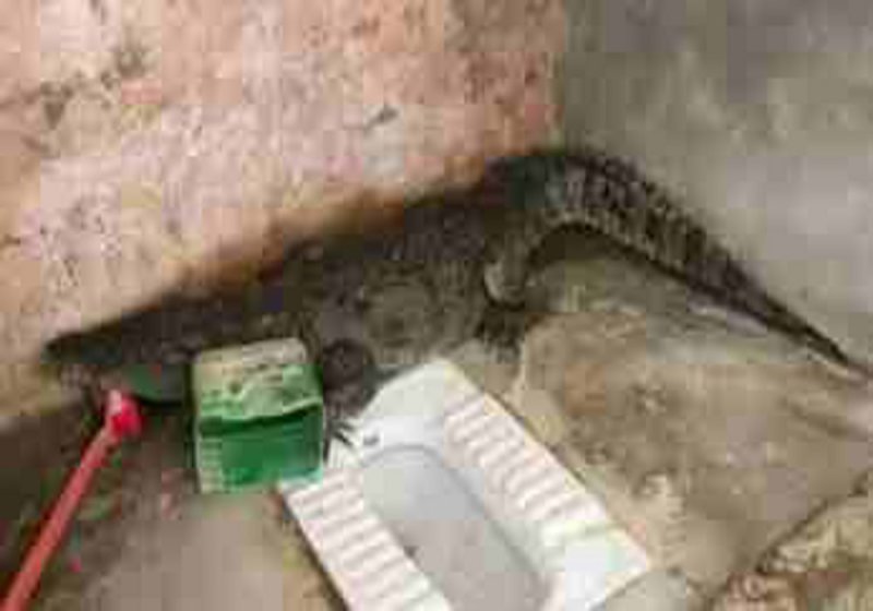 दरवाजा खोलते ही घर वालों के उड़ गए होश, यहां बैठा था पांच फुट लंबा मगरमच्छ