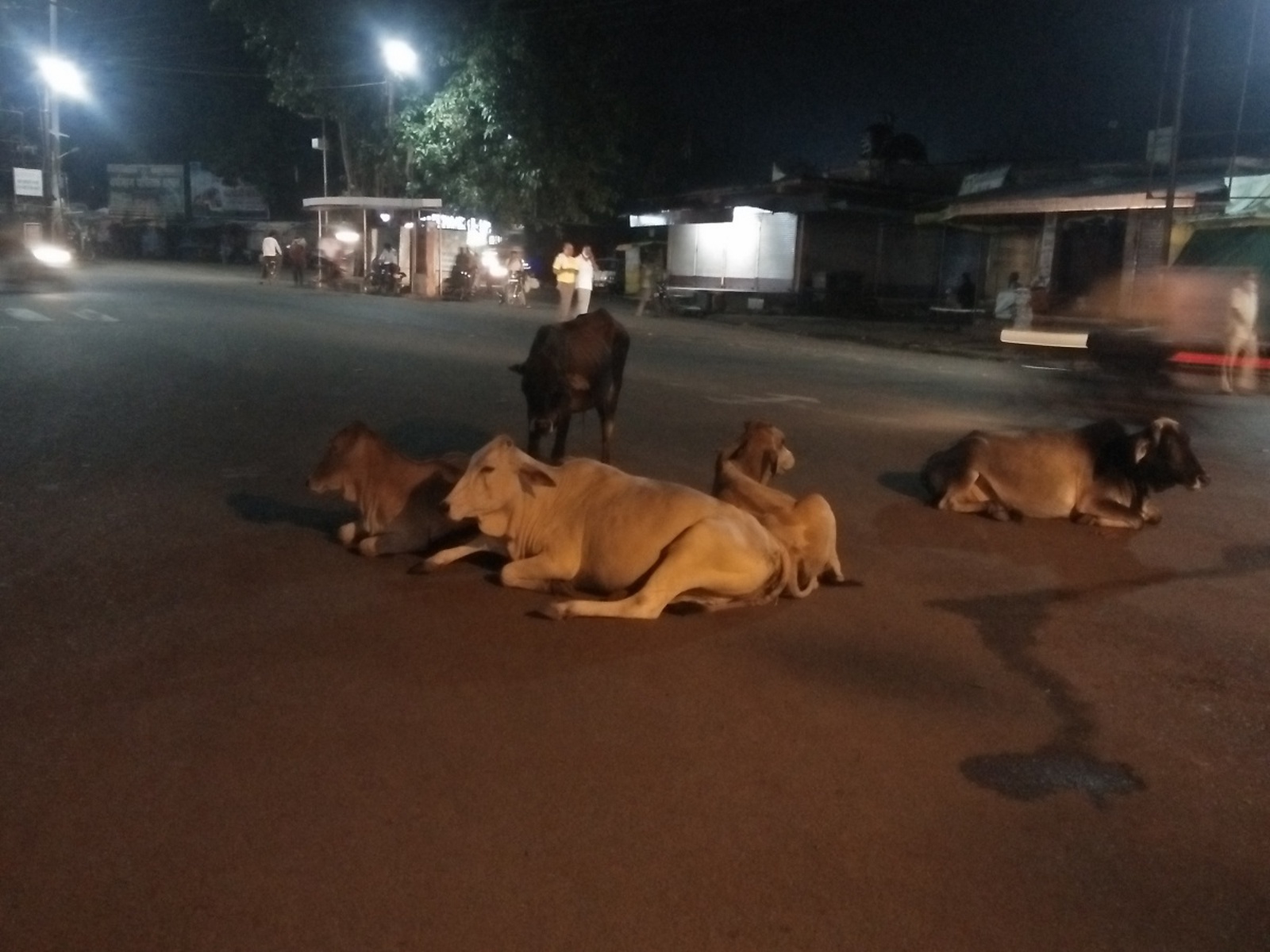Traffic affected by cattle sitting on the road
