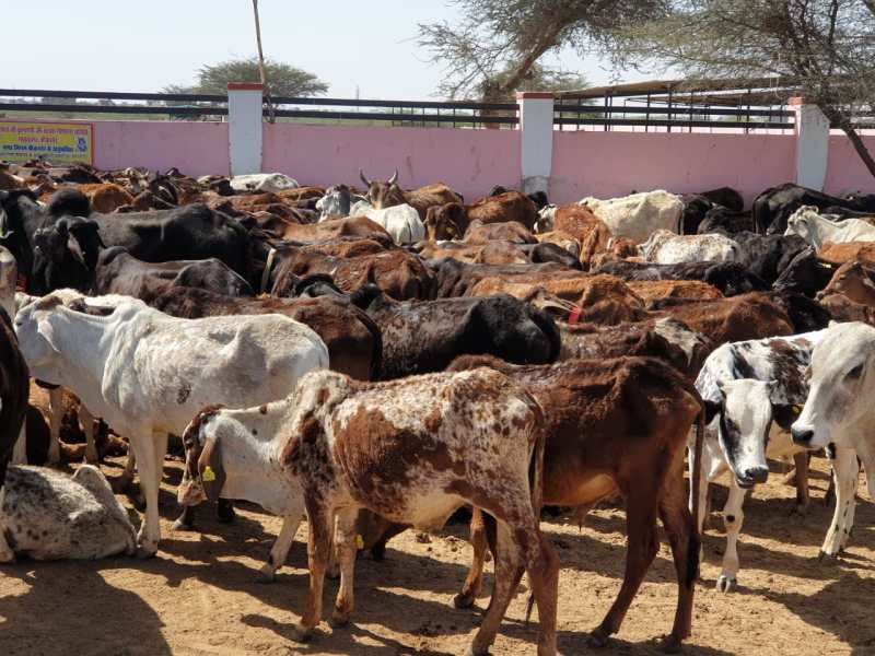 तीन महीने से शहर में पशु पकडऩे का काम बंद, निगम गोशाला के संचालन पर संशय
