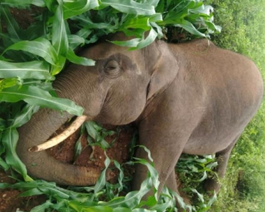 Elephant in search of food, dies of electrocution in Karnataka