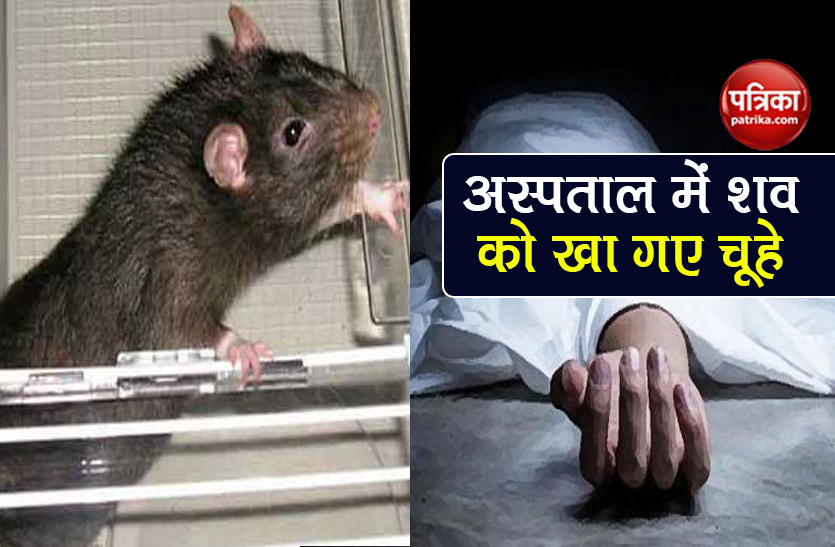 punjab chandigarh rats mangled woman body in hospital