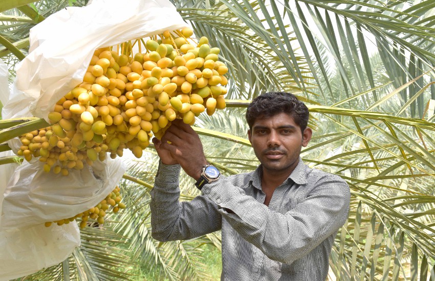 Ahmedabad News : खजूर की खेती कर नई राह बना रहे गुजरात के किसान