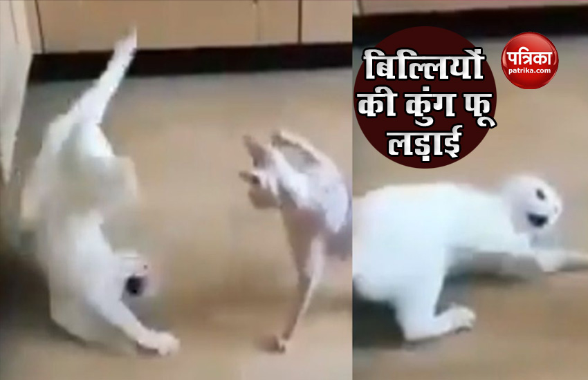 Video: Two Cat Was Fighting It Looks Like They Were Doing Kung Fu