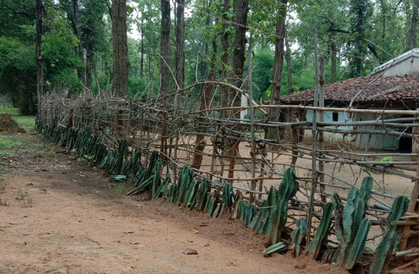 Kektas planted in the protection of wild elephants in Dashrath Tailaiya and Kushmaha Camps, core areas of Bandhavgarh Tiger Reserve.