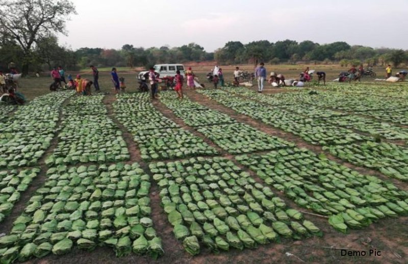 केन्द्र ने बंद कर दी, राज्य सरकार तेंदूपत्ता संग्राहकों के लिए ला रही नई बीमा योजना