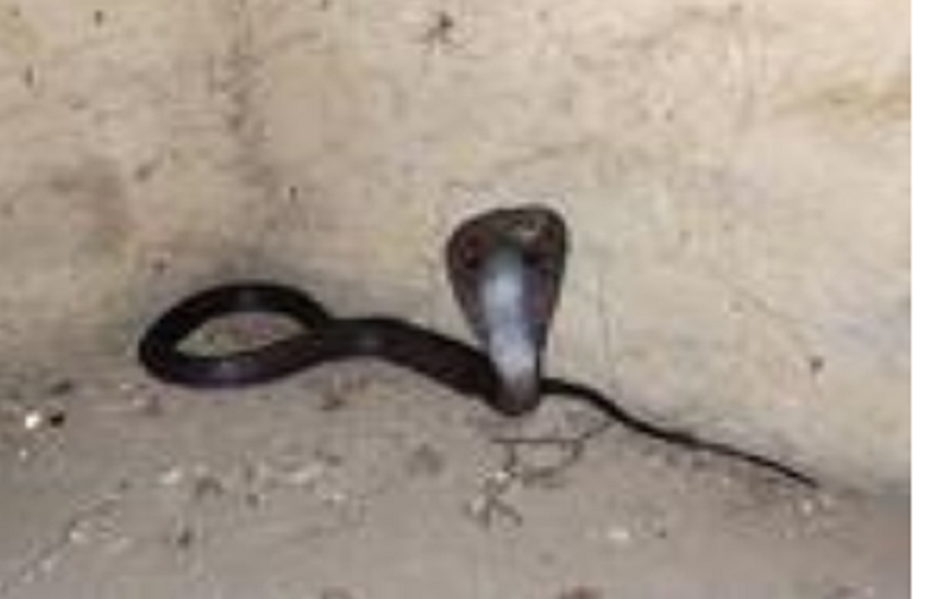 डीआईजी के गार्ड रूम में घुसा कोबरा, मचा हड़कम्प