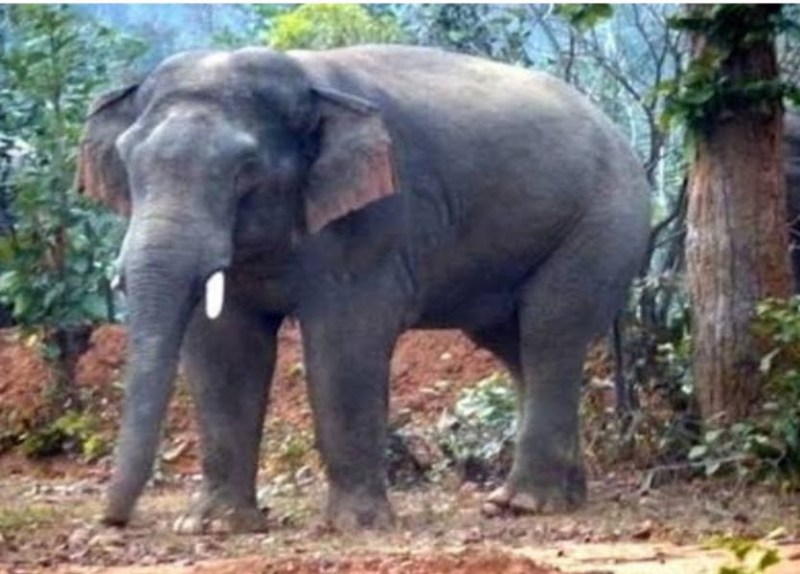 प्यारे हाथी को गांव से खदेड़ा तो घर लौट रही महिला को रास्ते में पटककर मार डाला, भागी लेकिन नहीं बच पाई