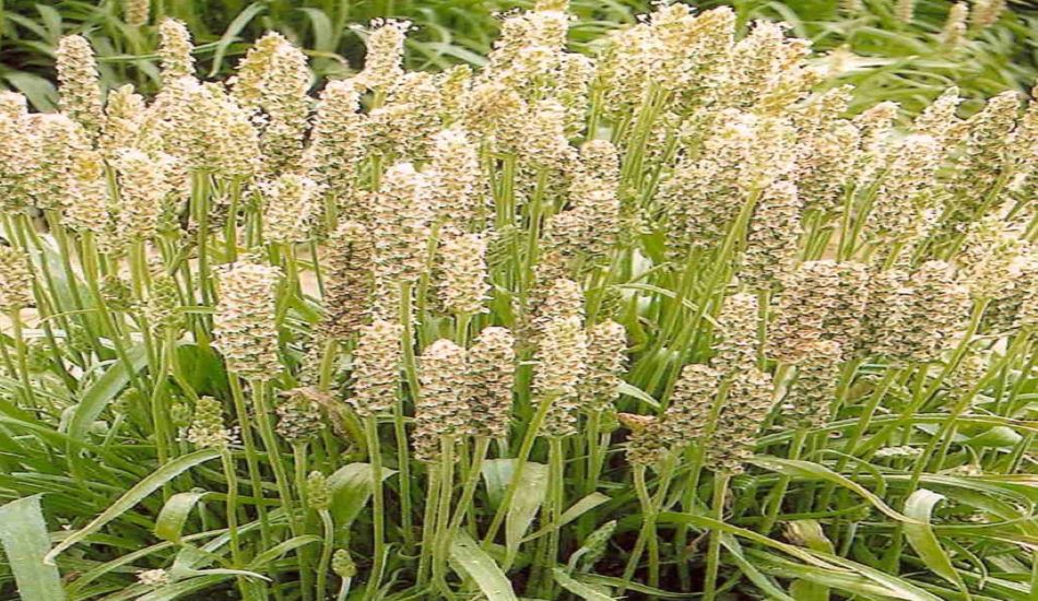 ISABGOL--ठण्डे बस्ते में इसबगोल की विशिष्ट मंडी