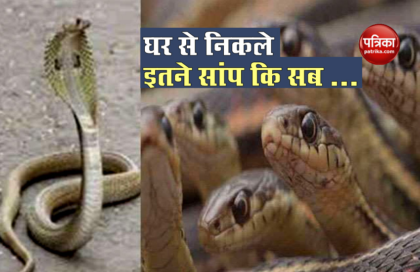 Bihar: Four Dozen Cobra Snake Found in Purvi Champaran