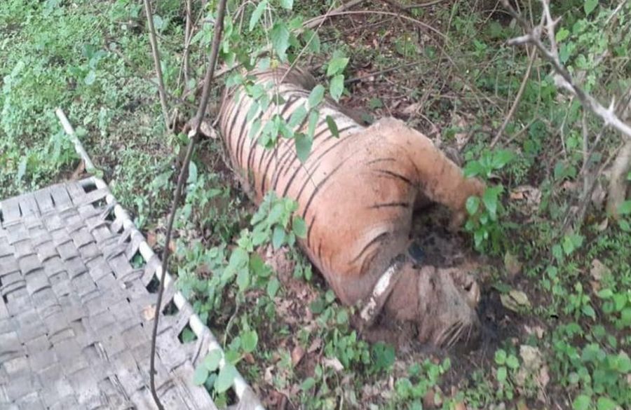 टाइगर रिजर्व में दो बाघों की मौत का मामला