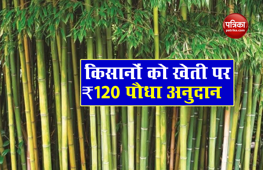 National Bamboo Mission : सरकार की इस योजना से किसानों को मिलेगा लाभ, 3 से 4 लाख का मिलेगा फायदा