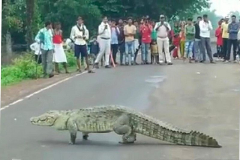 माधव सरोवर तालाब से हनुमान मंदिर के पास आया मगरमच्छ