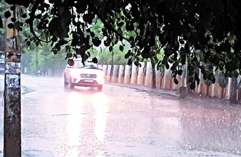 Good rain brought life to the withering plants of paddy, the faces of farmers also blossomed ...