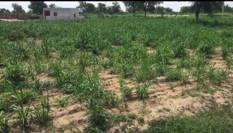 जैविक खेती से लेते बम्पर पैदावार, डिमांड ज्यादा, मुनाफा अच्छा