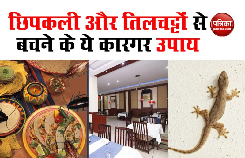 Lizards and cockroches