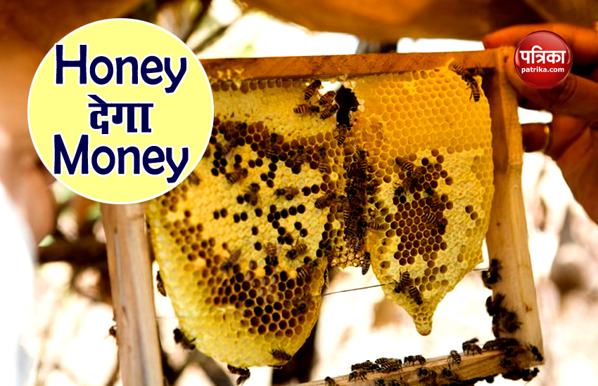 Honey plant business