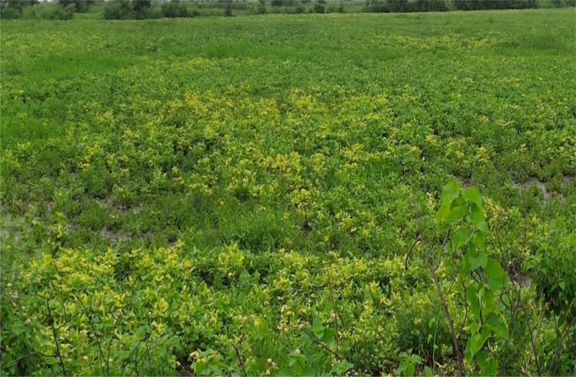 Yellow Magic in Urad Crop, Worm Outbreak in Soybean