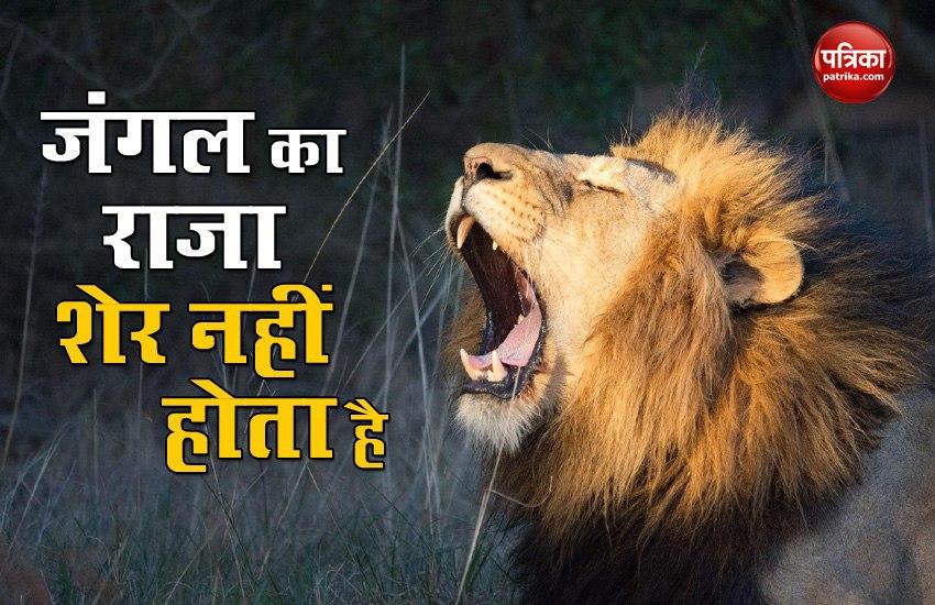 World Lion Day: lion is not the king of the jungle