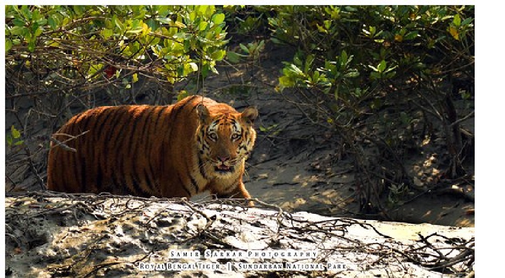 सुंदरवन में मछुआरों को बाघों से बचाने के लिए पश्चिम बंगाल सरकार की नई पहल