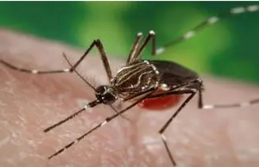 केशकाल : कोरोना के बीच अब मलेरिया का प्रकोप, 365 लोग मलेरिया होने की पुष्टि