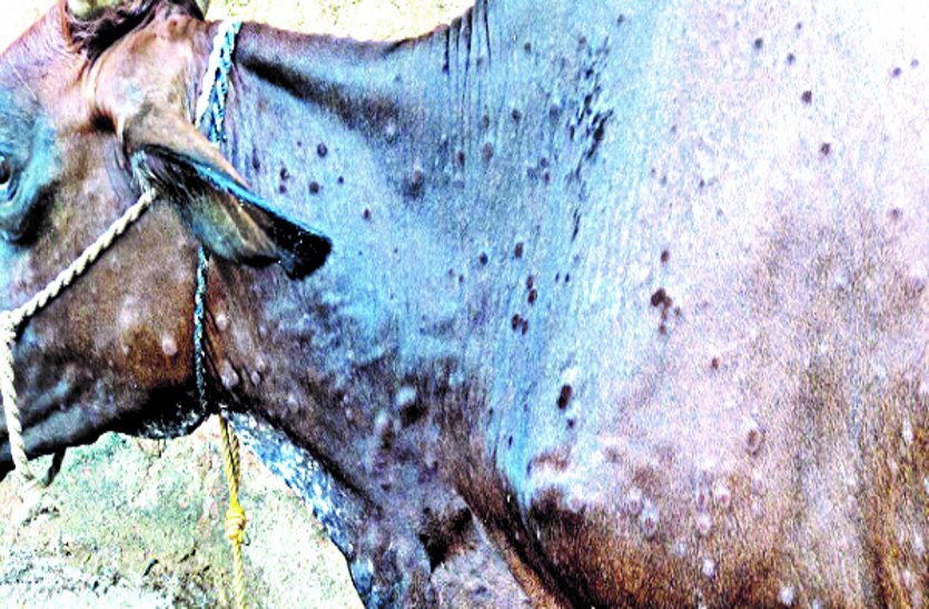 Lumpy skin disease started appearing in the cow mothers of the region .. What are the symptoms…
