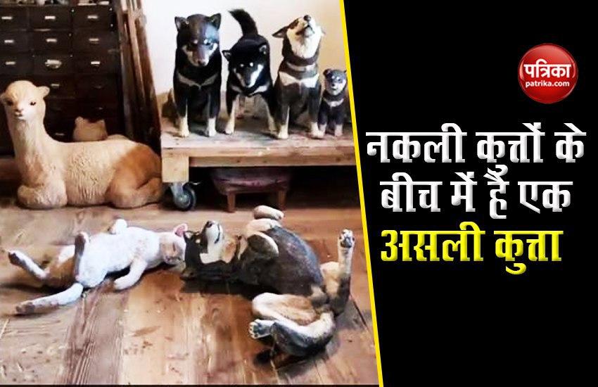spot the real dog among life size wooden replicas video goes viral