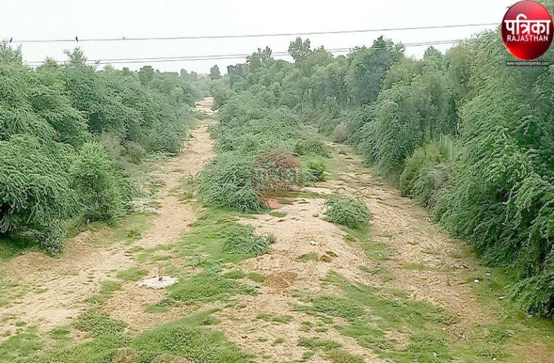 यहां की नदियों में विलायती बबूल का कब्जा