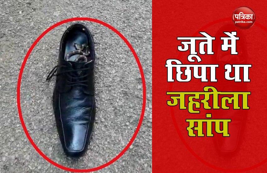 Poisonous snake was hidden in SP's shoes, attacked while removing sock