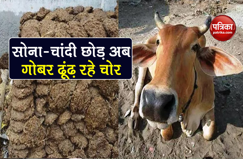 100 kg cowdung stolen from farmers farm chhattisgarh know reason
