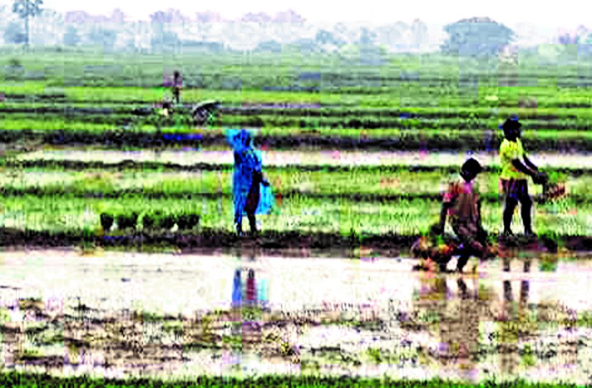 Late rain in Vananchal, paddy plants have not been able to affect development, production ...