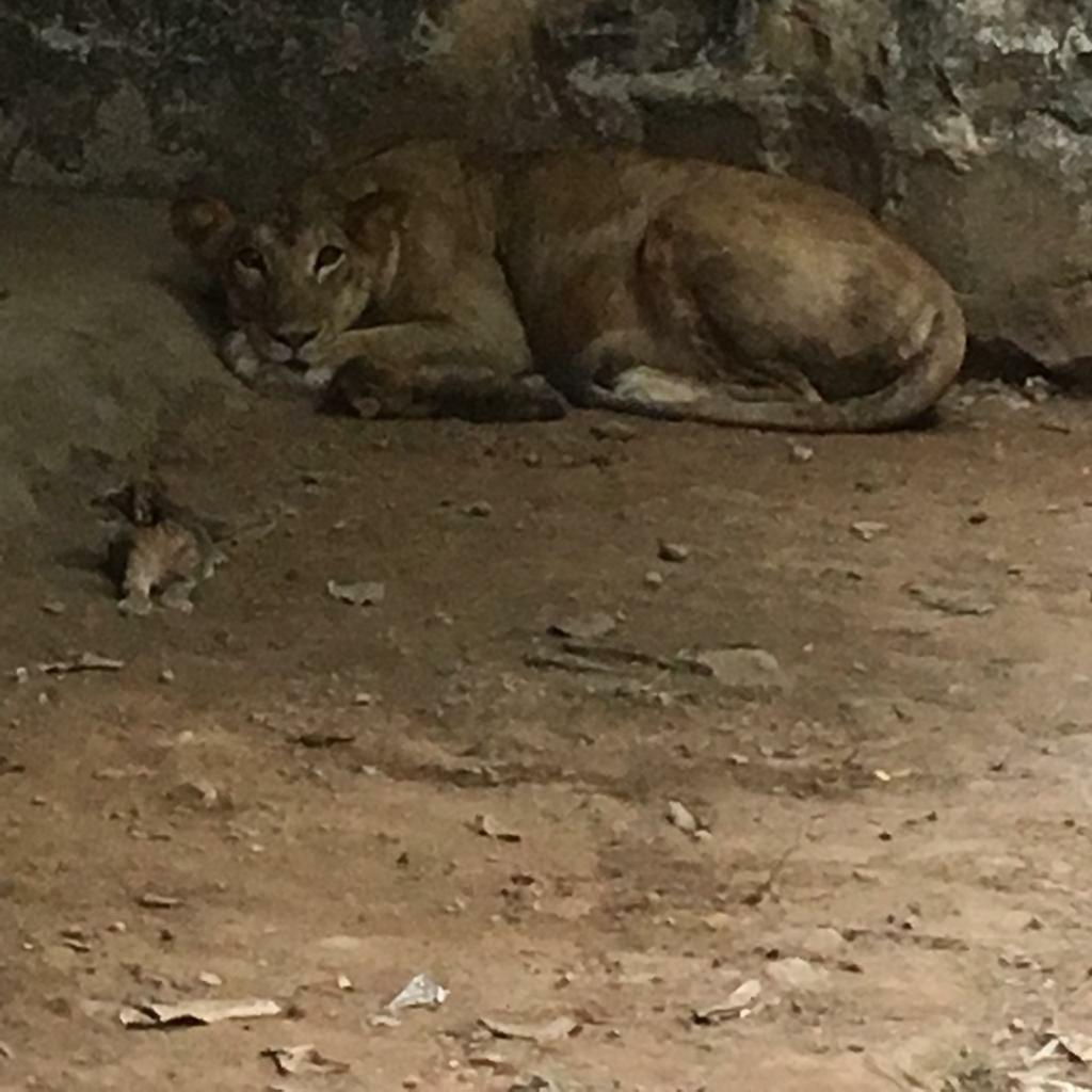 Lioness born three cubs in Gwalior