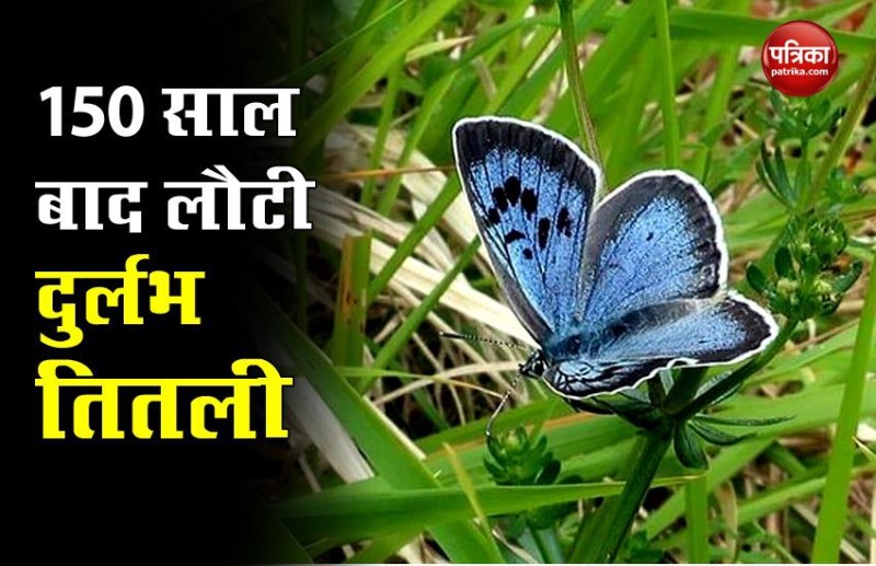 Corona काल के बीच 150 साल बाद देखी गई सबसे बड़ी दुर्लभ तितली, पूरी तरह हो चुकी थी विलुप्त