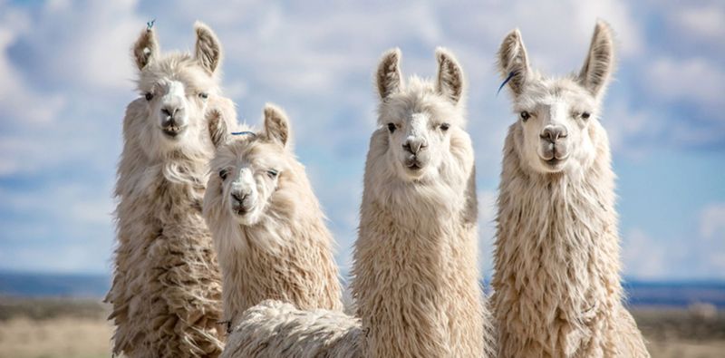 दावा: लामा के नैनोबॉडी से बना नेजल स्प्रे कोरोना से लडऩे में मास्क-पीपीई किट से ज्यादा कारगर