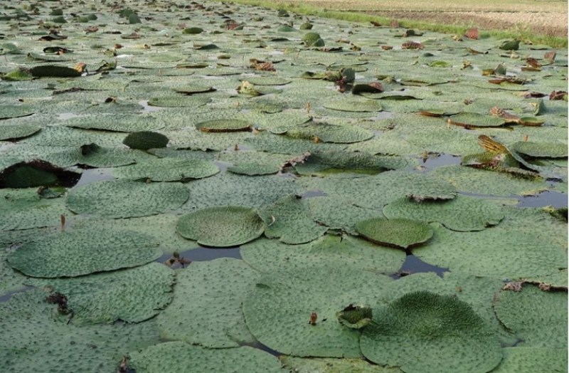 कोरोना की लड़ाई में बिहार का मखाना भी हुआ शामिल