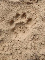 Panther in the Tekhaladham hills!