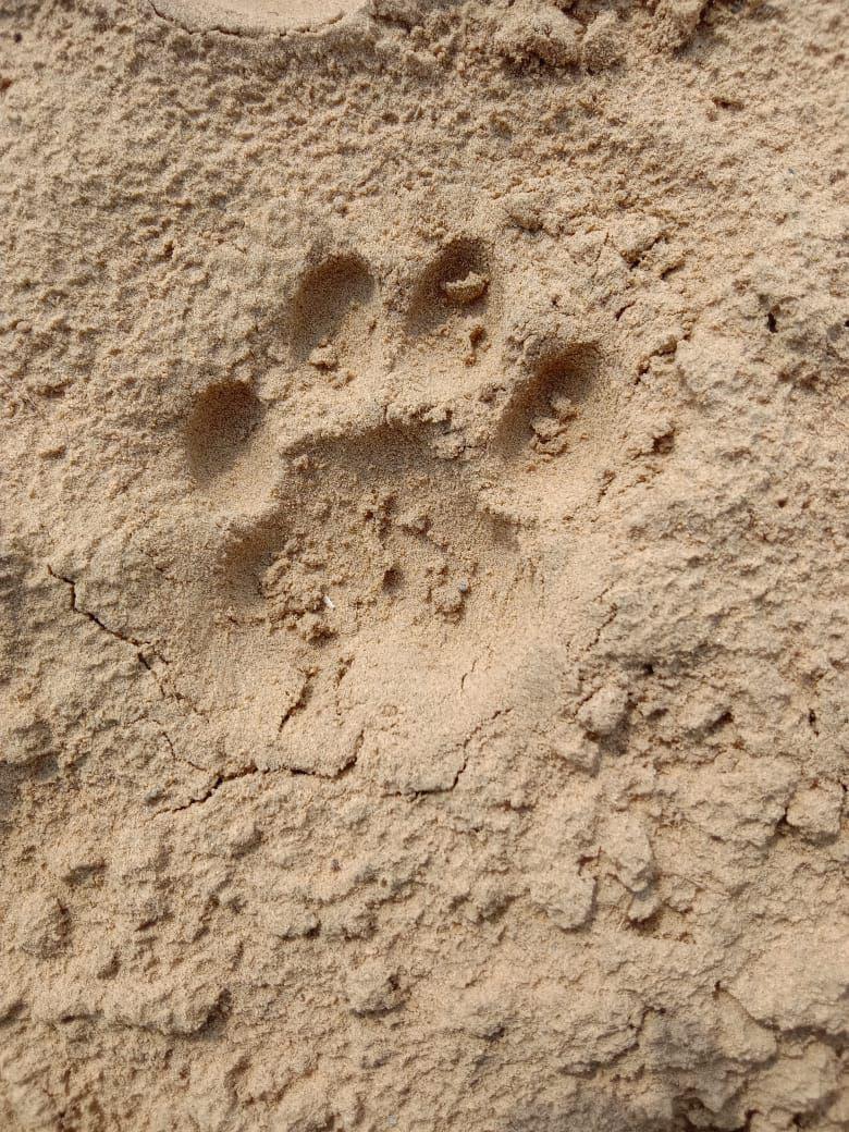 Panther in the Tekhaladham hills!