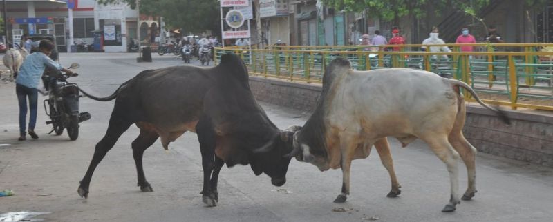 लाखों खर्च फिर भी नहीं मिटी बेआसरा पशुओं की समस्या