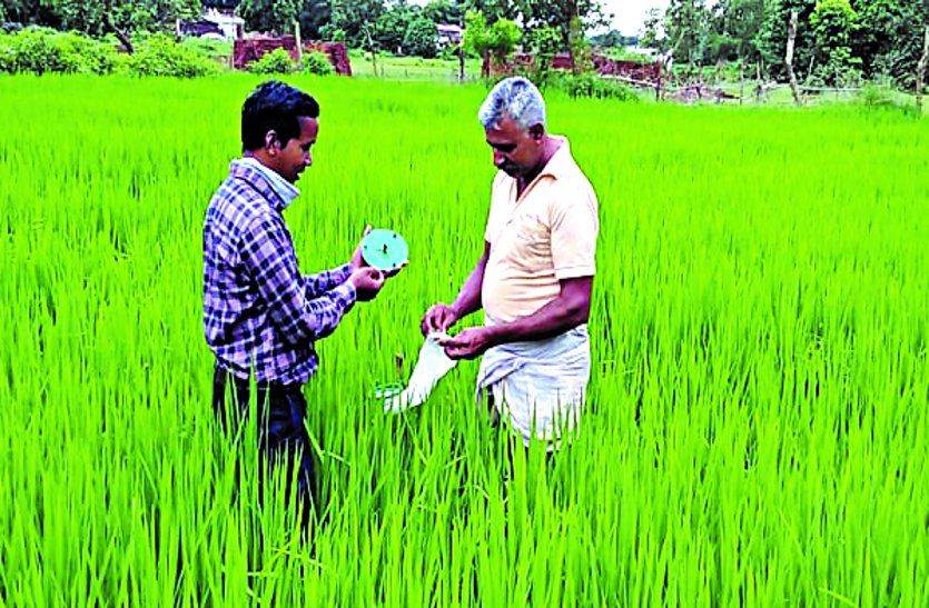 Increasing outbreak of Ganga and stem borer in paddy, farmers of the area are getting worried ...