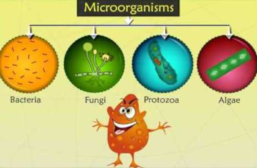 जानिए वायरस, बैक्टीरिया, फंगस और प्र्रोटोजोआ से सेहत को होने वाले नुकसान के बारे में