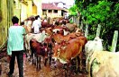 The former mandi president himself took initiative and forage-water system in alternative kanji houses for stray cattle…