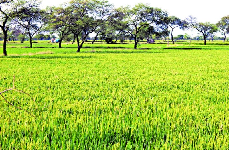 Farmers of Mudhipar region did not get justice from insurance company, payment of gram insurance amount is still incomplete ...