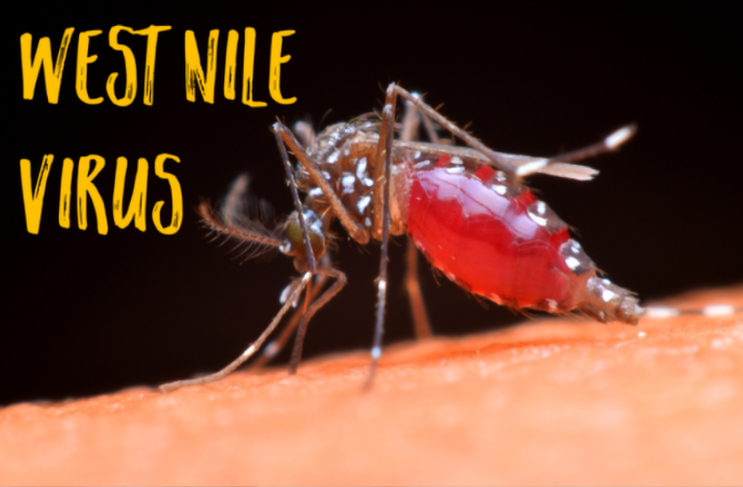 अब मच्छर जनित वेस्ट नील वायरस खतरा, पहली मौत हुई