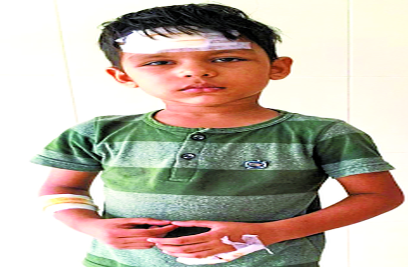 बंदरों के उत्पात से लोग भयभीत