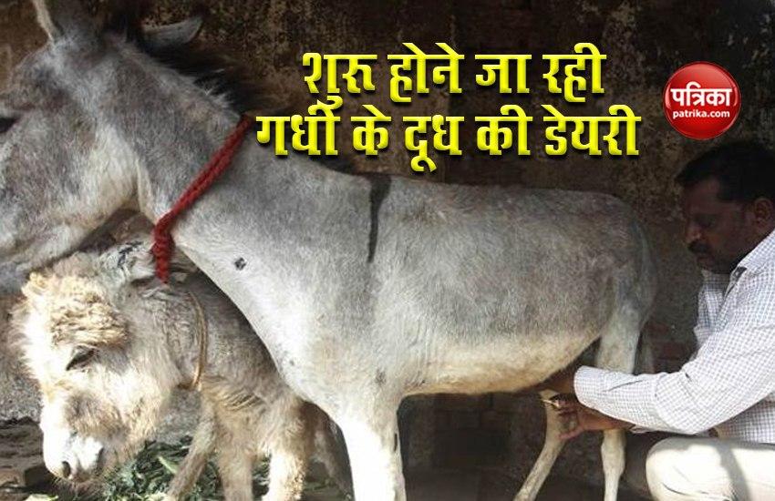 First dairy of donkey milk to be started in Hisar, 1 liter price 7K