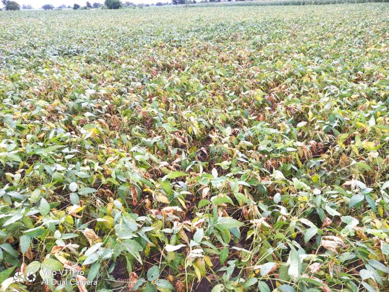 पीला मोजक से खराब हुई सोयाबीन फसल बारिश बंद होने पर धूप खिलते ही मुरझाई
